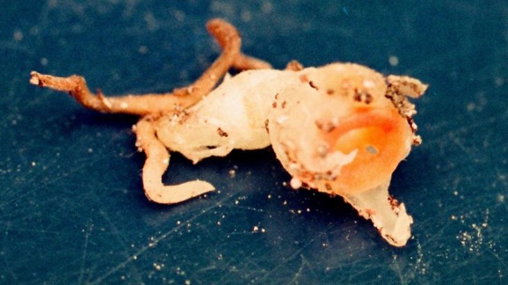 Scientists at Kobe University have found a new species of plant that has most likely already gone extinct.