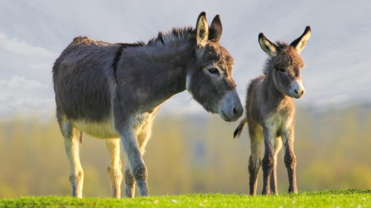 The market for donkey skins is driven by demand for ejiao, a medicine made from donkey skins that is used for a wide variety of purposes