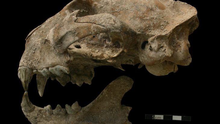 Ancient civilizations in Mesoamerica captured and kept animals for more than just food, according to the results of a new study.