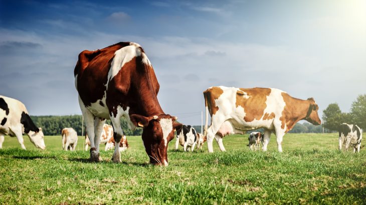 Researchers at the University of Helsinki discovered that cows are a source of resistant bacterial strains that cause infections in humans.