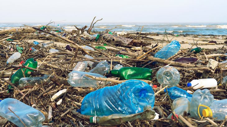 One fungus species can break down plastics in a matter of weeks, which is a process that normally takes hundreds of years.