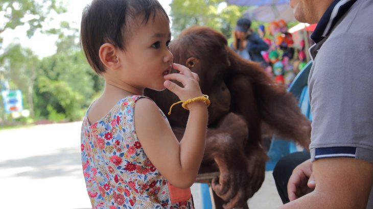A recent study has found that toddlers use some of the same gestures as chimpanzees and gorillas to communicate.