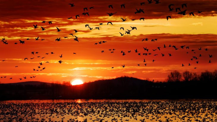A new bird migration forecast model could help with bird conservation and predict major bird migrations as soon as seven days beforehand.