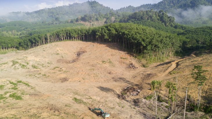 A new report shows that the rate of permanent deforestation has not changed since 2001, despite efforts to commit to zero-forest loss.
