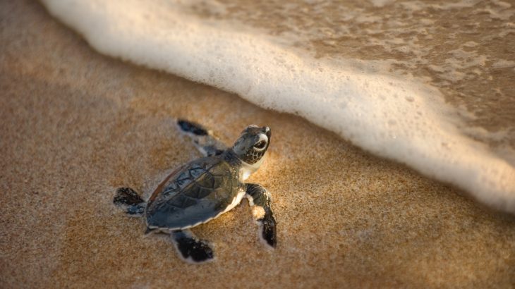 According to new research, baby sea turtles are nearly four times more likely than adults to die after consuming plastic waste.