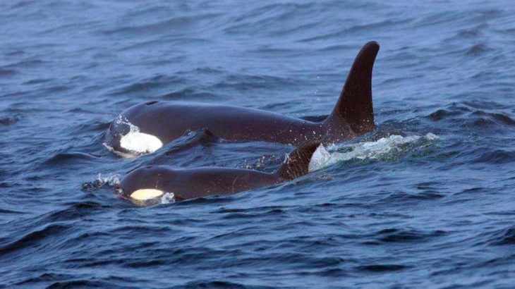 Experts have been monitoring the behavior and movement of a sick young orca in the Pacific Northwest who has now gone missing.
