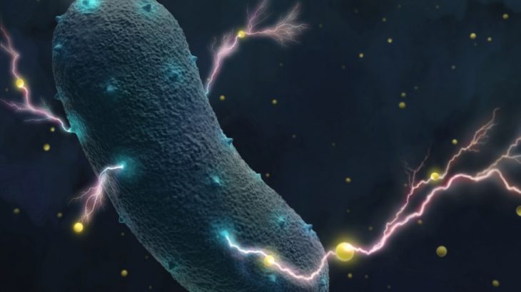 Scientists at UC Berkeley have discovered that bacteria which are commonly found in the human gut produce electricity.