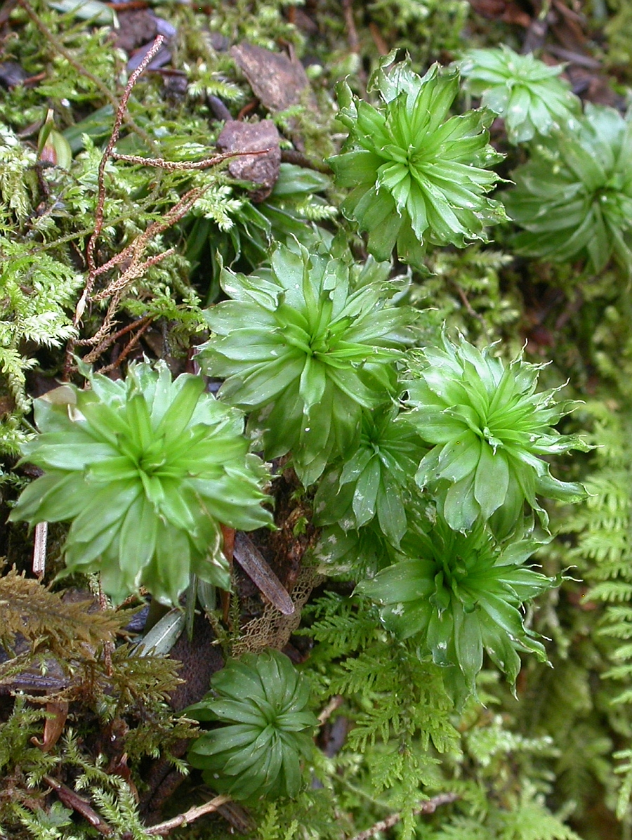 Hieronymus' rhodobryum moss