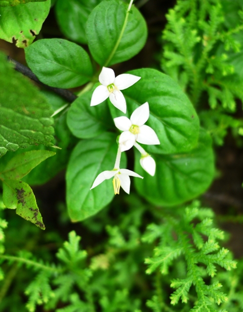 Kloss's argostemma (Argostemma klossii) - Image 1 of 2