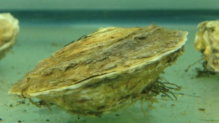 Oysters like these, at a University of Connecticut lab, likely suffered toxic effects from the oil dispersants like Corexit 9500 when it was used to clean up the 2010 Deepwater Horizon oil spill.