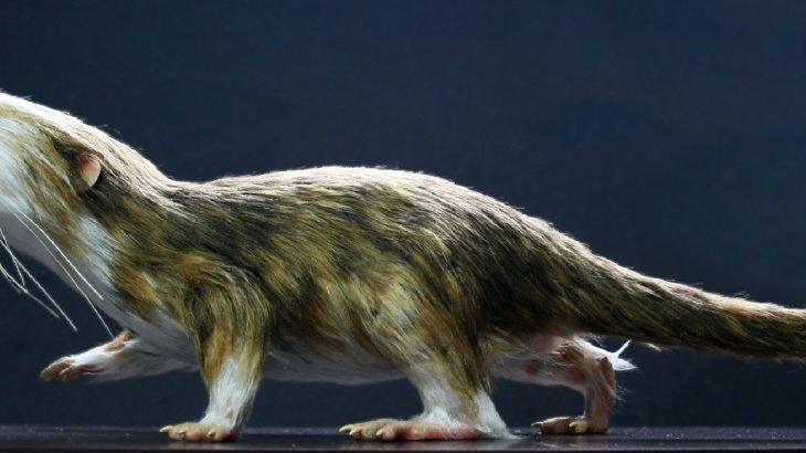 A recent study published in Nature reports that over the last 200 million years, mammals evolved to shrink in size.