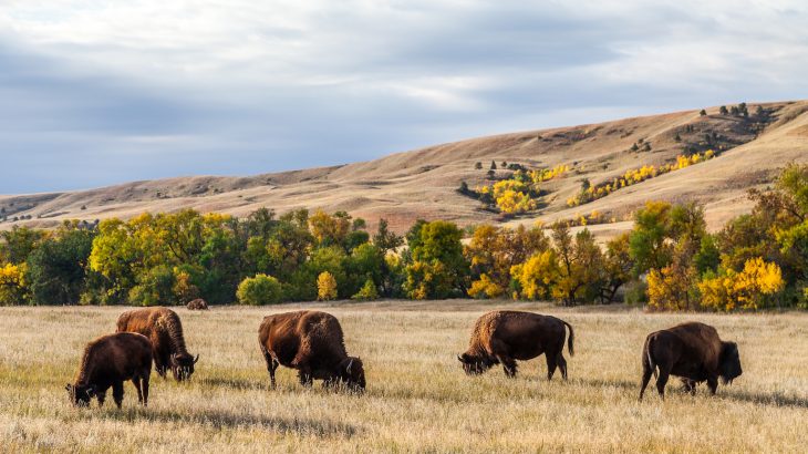 As odd as it sounds, before the arrival of humans, the Great Plains of North America had a lot in common with Africa’s Serengeti.