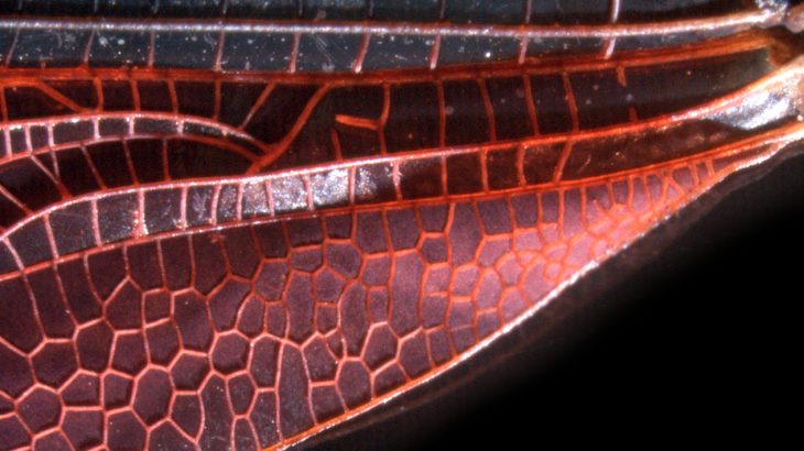 While the wing patterns are unique, the distribution of the patterns is remarkably similar across families and species.
