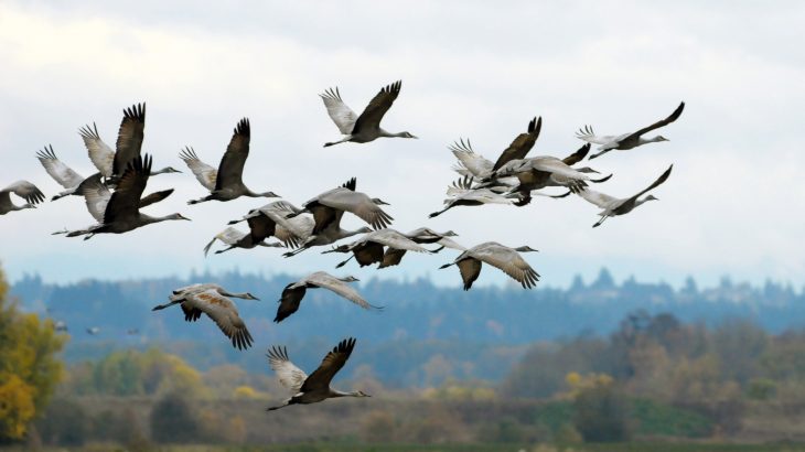 Experts at used data from weather radar stations across the U.S. to estimate how many birds migrate across the country during fall migration.