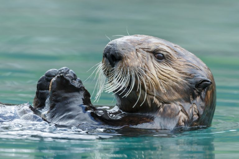 Sea otters use their paws and whiskers to detect prey • Earth.com