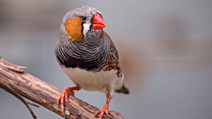 If you’re a bird, it’s important that you stay light on your feet – as your ability to fly is paramount to your survival.