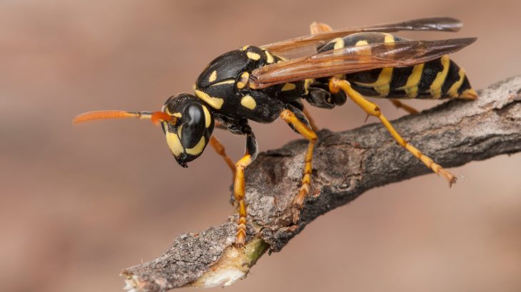 Bees and wasps are two of humanity’s most ecologically and economically important species, pollinating crops and regulating pests.