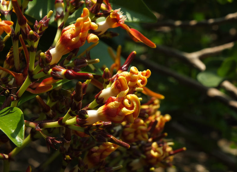 How to care for Barker's poison tree - Complete Plant Care Guide ...