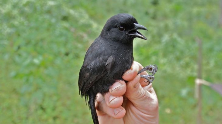 An investigation has revealed that these birds are most likely already endangered due to pressure from agricultural development.