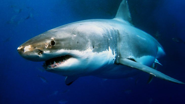 Experts have discovered a great white shark lair hidden in the Pacific Ocean, located between Mexico’s Baja California and Hawaii.