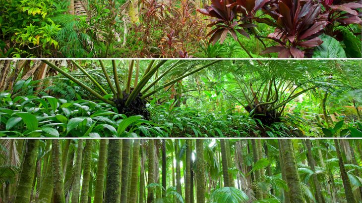 Forests that have trees with a range of diversity when it comes to water use are more resilient to drought and wildfire risk.