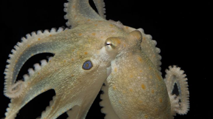 A species of octopus considered to be largely solitary and asocial actually responds to MDMA in a similarly pro-social manner.