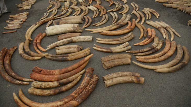 Researchers developed a new method that identifies both where the ivory came from and the poachers involved using DNA.