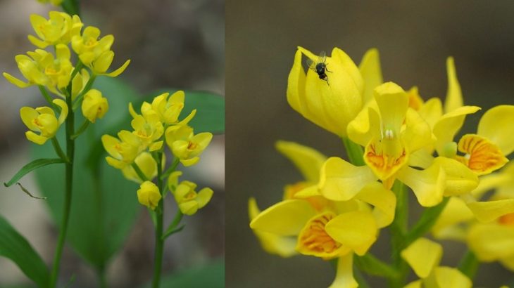 There is a species of seed-eating fly that is causing critical damage to the seed production of numerous orchid species.