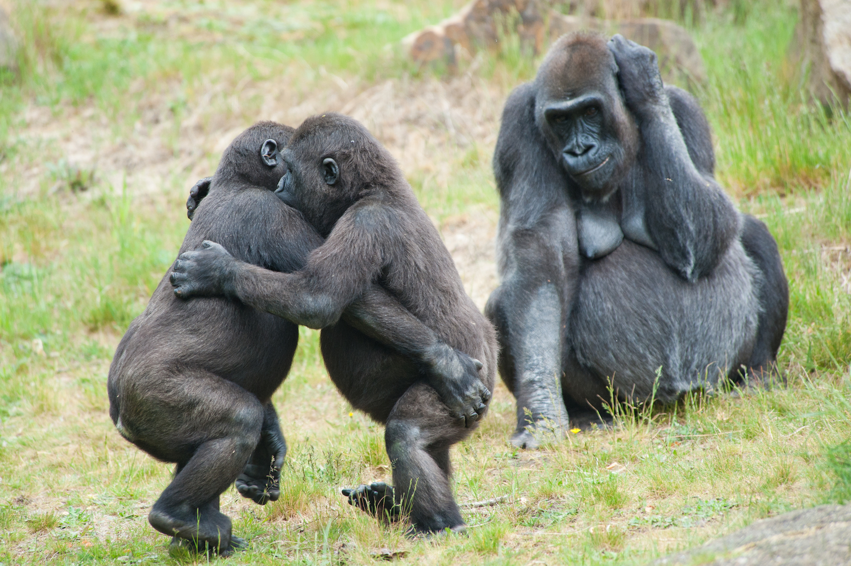 African mountain gorillas develop longlasting friendships