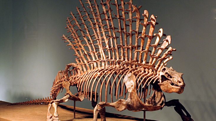 A new study found that the secret behind the flexible backbones that mammals evolved is all in the shoulders.