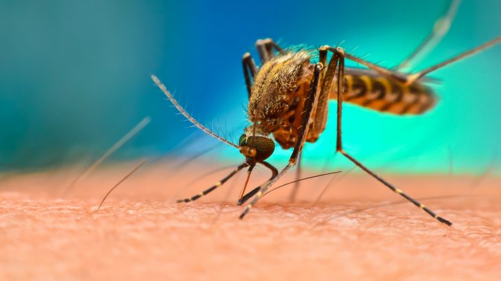 New research published in Biology Letters shows that microplastics can also be transported by insects through the air.