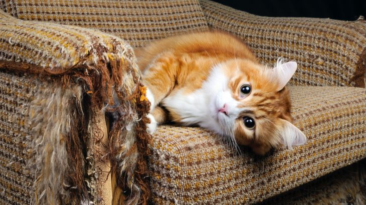 New research has found that exposure to chemicals found in common household products can lead to endocrine disorders in cats.