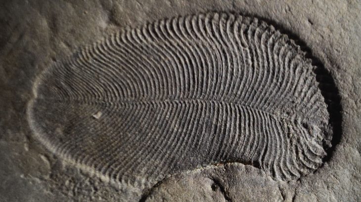 An international team of scientists led by The Australian National University (ANU) has identified the remains of the earliest known animal.