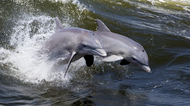 New research has revealed that bottlenose dolphins can synchronize their movements with “extreme precision.”