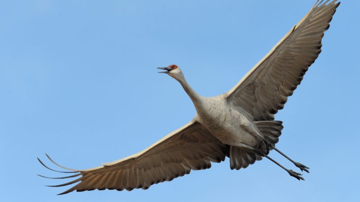While agricultural fields can help birds fuel up for their migrations, pesticides and other land management practices can spell danger.
