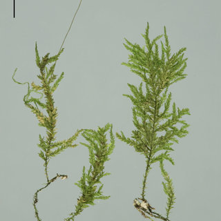 Quintas' porotrichum moss