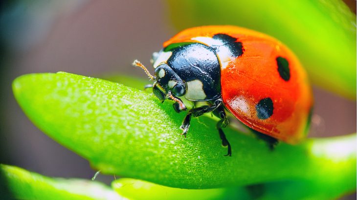 A new report from the Associated Press (AP) is describing a lack of flying insects that were once abundant in the summertime.