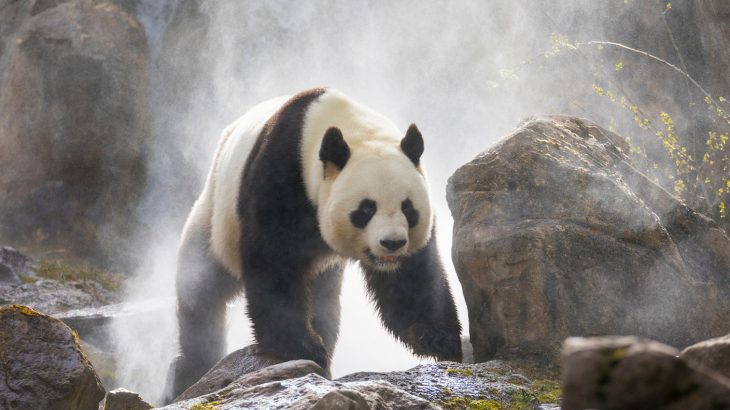 A new study found that signals contained in giant panda calls revealed important information about the sex and identity of the callers.