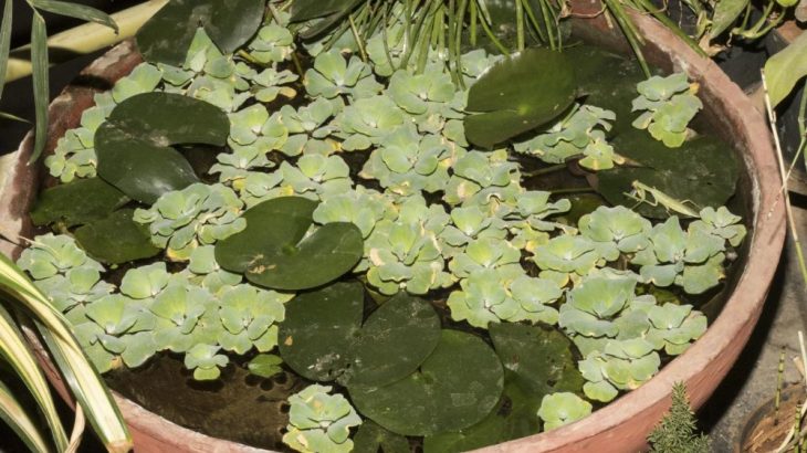 This is the artificial pond with the male praying mantis (Hierodula tenuidentata) sitting on a leaf to the right-hand side of the photo.