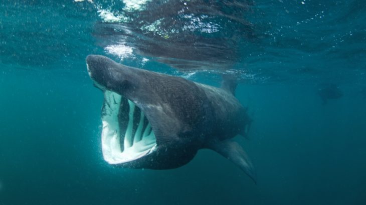 Basking sharks may prefer to swim slowly and eat whatever floats into their mouths, but they have some serious swimming skills.