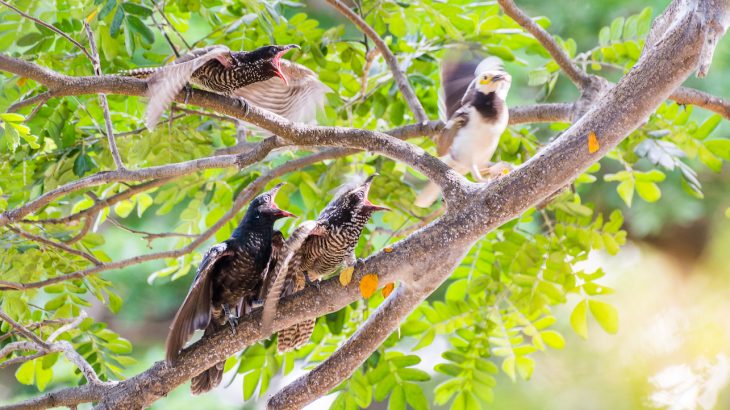 Brood parasitism, a phenomenon in which animals compel other animals, related or not, to raise their offspring, it not uncommon.