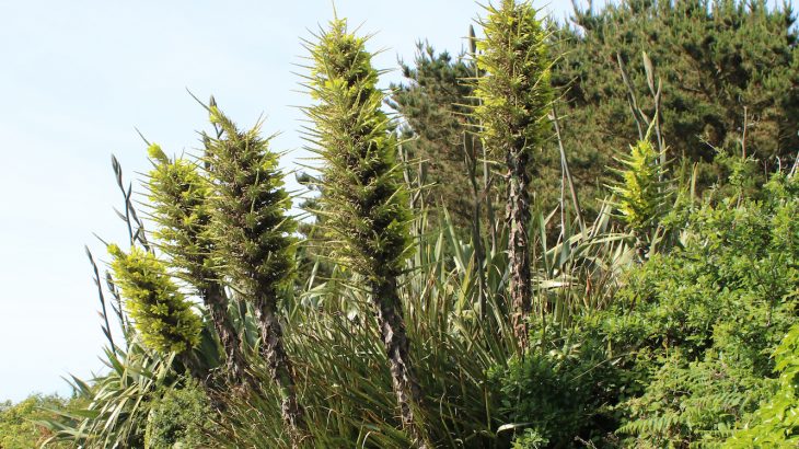 The truth behind the Chilean plant that supposedly impaled sheep on its razor-like leaves and nourished itself from their decaying carcasses.