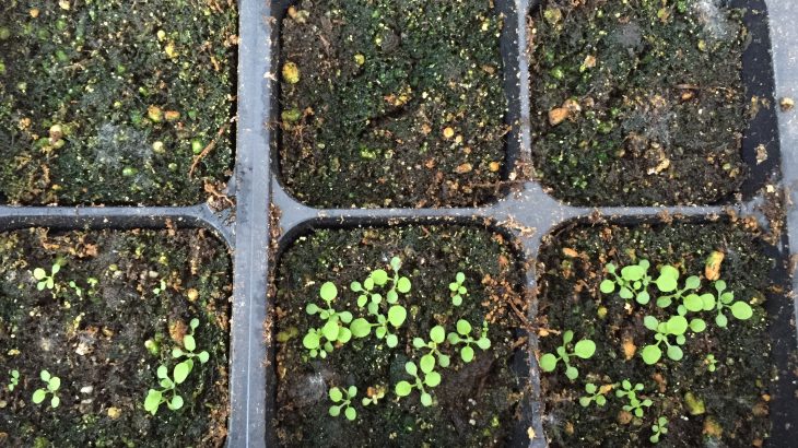 A new study has identified peak morning gene activity that is critical to the timing of a plant’s flowering process.
