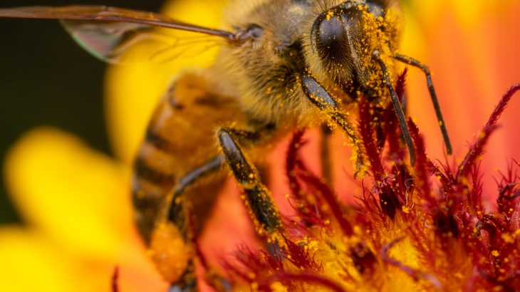 Researchers have discovered that the most commonly used weed killer in the world may be inadvertently killing bees.