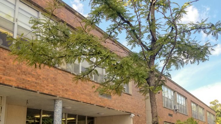 A new study has found that planting trees outside low-achieving and disadvantaged schools may help improve academic performance.