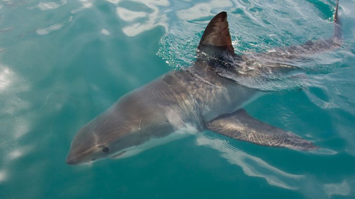 A new study found that shark finning is currently unsustainable and is leading species of sharks towards extinction.