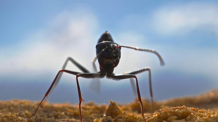 A new study reveals how desert ants can quickly learn many different food odors and remember them for the entirety of their lives.