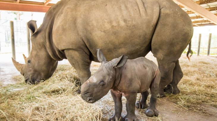 Aleke, a Southern white rhinoceros, gave birth to a calf, the sixth white rhino calf to be born successfully at ZooTampa in Florida.