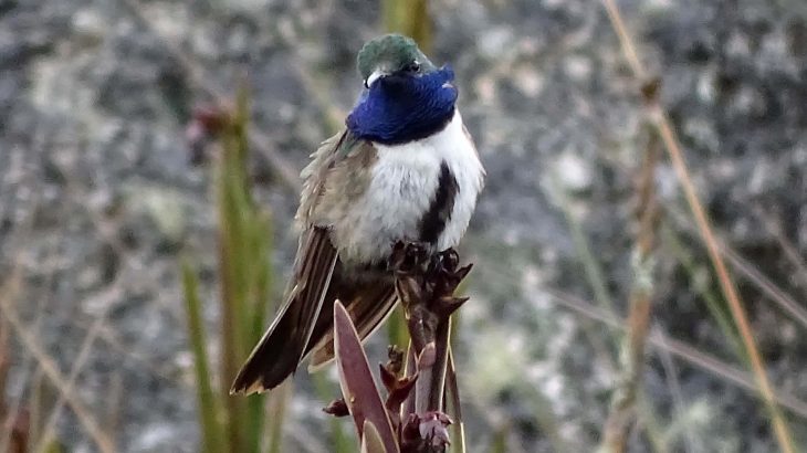 Researchers have found that a new hummingbird species discovered in 2017 is already critically endangered.