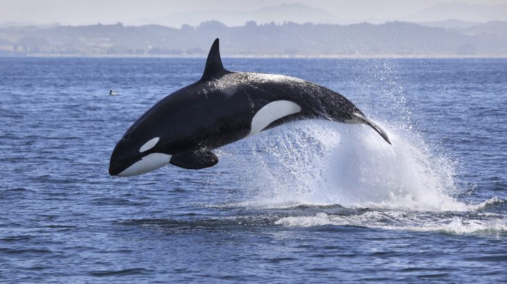 A new study shows that the current concentrations of PCBs may lead to the disappearance of half the world’s populations of killer whales.